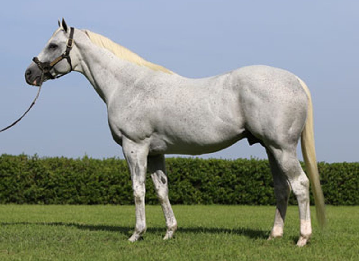 Horse Betting Hidden Risks and Dangers examined